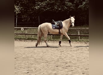 Palomino, Wałach, 5 lat, 146 cm, Izabelowata
