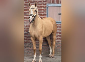 Palomino, Wałach, 5 lat, 171 cm, Izabelowata