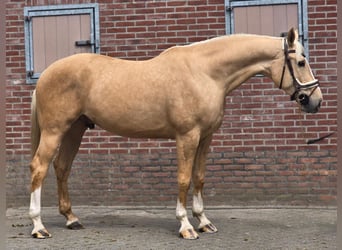 Palomino, Wałach, 5 lat, 171 cm, Izabelowata
