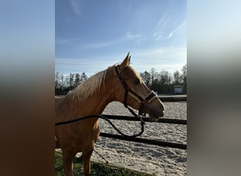Palomino, Wałach, 7 lat, 148 cm, Izabelowata