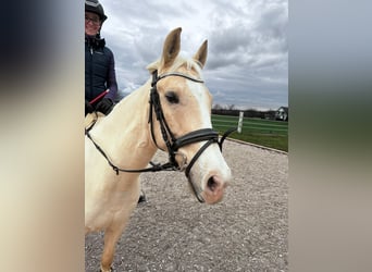 Palomino, Wałach, 5 lat, 148 cm, Izabelowata