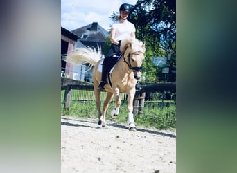 Palomino, Wallach, 10 Jahre, 144 cm, Palomino