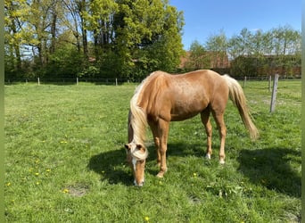 Palomino, Wallach, 13 Jahre, 161 cm, Palomino