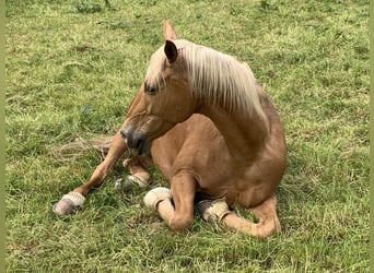 Palomino, Wallach, 13 Jahre, 161 cm, Palomino