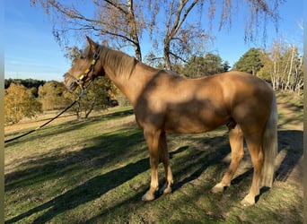 Palomino, Wallach, 13 Jahre, 161 cm, Palomino