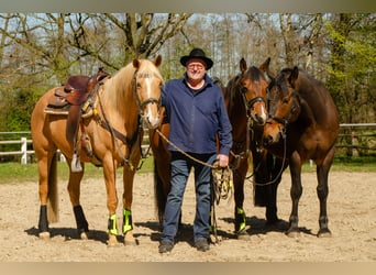 Palomino, Wallach, 13 Jahre, 161 cm, Palomino