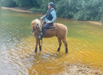 Palomino, Wallach, 13 Jahre, 161 cm, Palomino