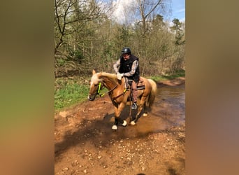 Palomino, Wallach, 13 Jahre, 161 cm, Palomino