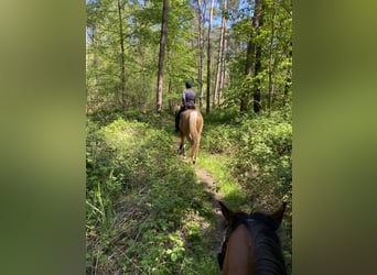 Palomino, Wallach, 13 Jahre, 161 cm, Palomino