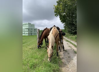 Palomino, Wallach, 13 Jahre, 161 cm, Palomino
