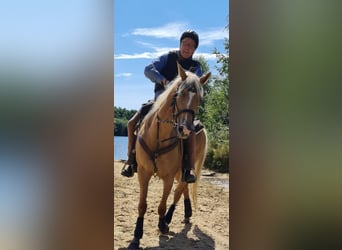Palomino, Wallach, 13 Jahre, 161 cm, Palomino