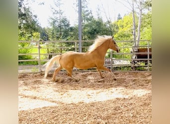 Palomino, Wallach, 14 Jahre, 154 cm, Palomino