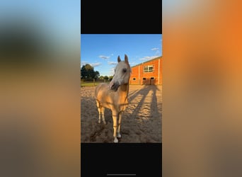 Palomino, Wallach, 18 Jahre, 142 cm, Palomino