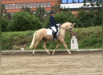 Palomino, Wallach, 23 Jahre, 152 cm, Palomino