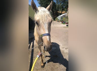 Palomino Mix, Wallach, 2 Jahre, 154 cm, Palomino