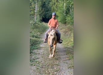 Palomino, Wallach, 3 Jahre, 150 cm