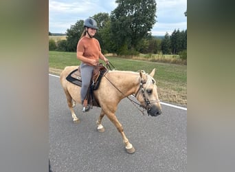 Palomino, Wallach, 3 Jahre, 150 cm