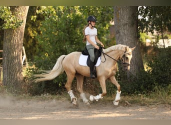 Palomino, Wallach, 3 Jahre, 154 cm, Palomino