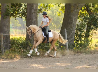 Palomino, Wallach, 3 Jahre, 154 cm, Palomino