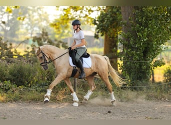Palomino, Wallach, 3 Jahre, 154 cm, Palomino