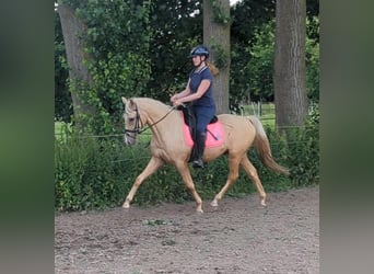 Palomino, Wallach, 3 Jahre, 154 cm, Palomino