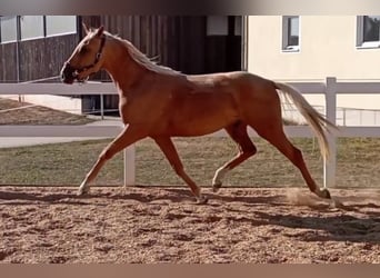 Palomino, Wallach, 3 Jahre, 164 cm, Palomino