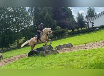 Palomino, Wallach, 4 Jahre, 163 cm, Palomino
