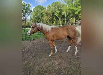 Palomino, Wallach, 5 Jahre, 152 cm, Palomino