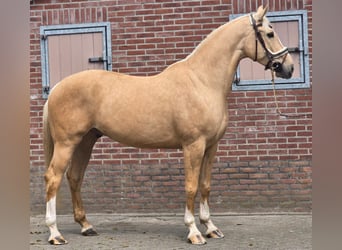 Palomino, Wallach, 5 Jahre, 171 cm, Palomino