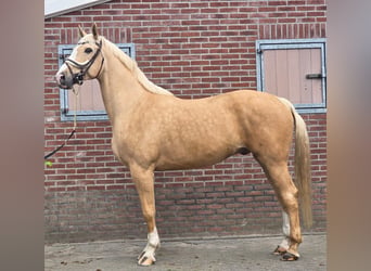 Palomino, Wallach, 5 Jahre, 171 cm, Palomino