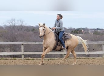 Palomino, Wallach, 7 Jahre, 152 cm, Palomino