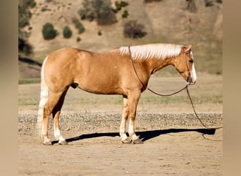 Palomino Mix, Wallach, 7 Jahre, 152 cm, Palomino