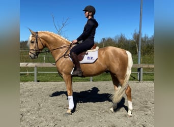 Palomino, Wallach, 7 Jahre, 162 cm, Palomino
