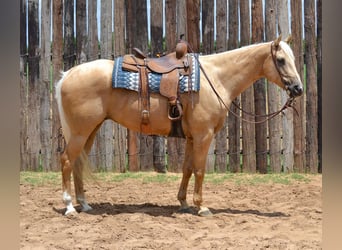 Palomino, Wallach, 7 Jahre, 165 cm, Palomino