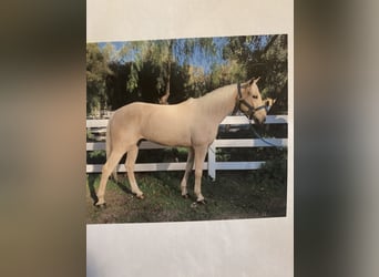 Palomino, Wallach, 8 Jahre, 142 cm, Palomino