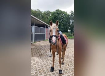 Palomino, Yegua, 18 años, 143 cm, Palomino