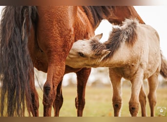 Palomino, Yegua, 1 año, 157 cm, Buckskin/Bayo