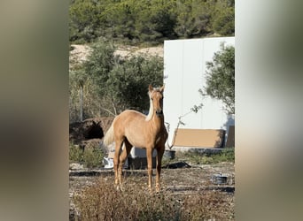 Palomino, Yegua, 1 año, Palomino