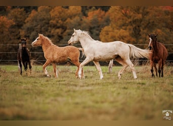 Palomino, Yegua, 2 años, 157 cm, Palomino