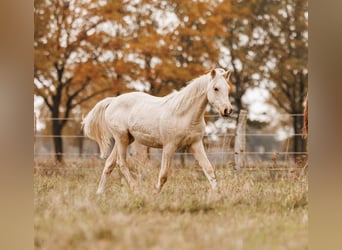 Palomino, Yegua, 2 años, 157 cm, Palomino