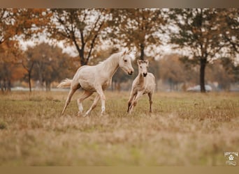 Palomino, Yegua, 2 años, 157 cm, Palomino
