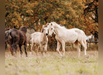 Palomino, Yegua, 2 años, 157 cm, Palomino