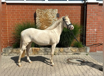 Palomino, Yegua, 3 años, 141 cm, Palomino