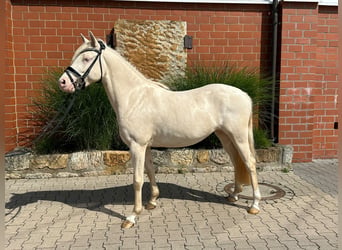 Palomino, Yegua, 3 años, 141 cm, Palomino