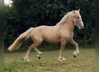 Palomino, Yegua, 3 años, Palomino