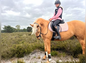Palomino, Yegua, 4 años, 152 cm, Palomino