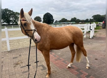 Palomino, Yegua, 4 años, 162 cm, Palomino