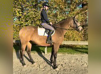 Palomino, Yegua, 4 años, 166 cm, Bayo