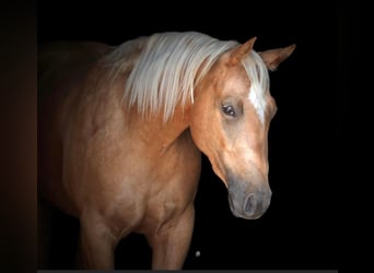 Palomino, Yegua, 4 años, Palomino