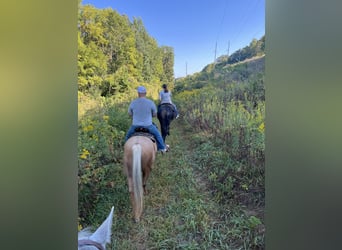 Palomino, Yegua, 5 años, 142 cm, Palomino